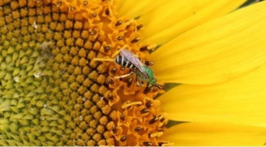 Figure 1. Bright-green, metallic, native wild bee, Agapostemon virescens, visiting a sunflower. Courtesy: Adam Varenhorst.